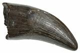Serrated, Tyrannosaur (Nanotyrannus) Tooth - Montana #350417-1